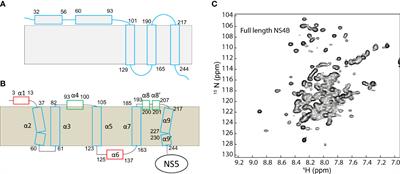 Dengue virus NS4B protein as a target for developing antivirals